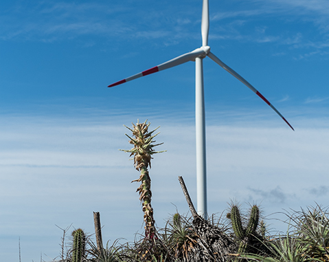 Parque eólico de Punta Palmeras